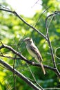 Galapagos flycatcher on Isabela Island