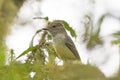Galapagos Flycatcher in a Tree Royalty Free Stock Photo