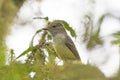 Galapagos Flycatcher in a Tree
