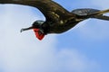 Galapagos Frigate Bird Royalty Free Stock Photo