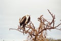 Galapagos Frigate bird chick