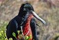 Galapagos frigate bird Royalty Free Stock Photo