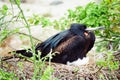 Galapagos Frigate bird nesting Royalty Free Stock Photo