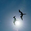 Galapagos Frigate Birds or great Frigate Bird gliding in the air above a cruise boat Royalty Free Stock Photo