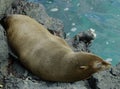 Galapagos Fur Seal Royalty Free Stock Photo