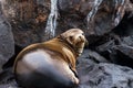 Galapagos Fur Seal Royalty Free Stock Photo