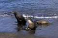 Galapagos Fur Seal, arctocephalus galapagoensis, Adults with Pup standing on Beach Royalty Free Stock Photo