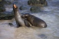 Galapagos Fur Seal, arctocephalus galapagoensis, Adults standing on Beach Royalty Free Stock Photo