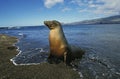 OTARIE A FOURRURE DES GALAPAGOS arctocephalus galapagoensis Royalty Free Stock Photo