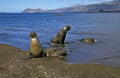 Galapagos Fur Seal, arctocephalus galapagoensis, Group standing on Beach, Emerging from Ocean Royalty Free Stock Photo