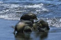 Galapagos Fur Seal, arctocephalus galapagoensis, Group standing on Beach, Emerging from Ocean Royalty Free Stock Photo