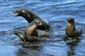 Galapagos Fur Seal, arctocephalus galapagoensis, Group standing on Beach, Galapagos Islands Royalty Free Stock Photo