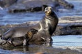 Galapagos Fur Seal, arctocephalus galapagoensis, Mother and Pup, Galapagos Islands Royalty Free Stock Photo