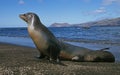 Galapagos Fur Seal, arctocephalus galapagoensis, Mother with Pup standing on Beach, Galapagos Islands Royalty Free Stock Photo