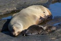 Galapagos Fur Seal and cub