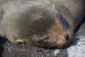 Galapagos Fur Seal Royalty Free Stock Photo