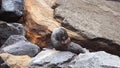 Galapagos fur seal lying on a rock Royalty Free Stock Photo