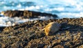 Galapagos Fur Seal, Santiago Island, Ecuador Royalty Free Stock Photo