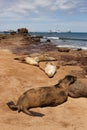 Galapagos fur seals Royalty Free Stock Photo