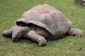 Galapagos giant tortoise