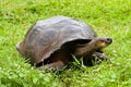 Galapagos giant tortoise