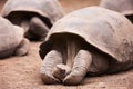 Galapagos giant tortoise Royalty Free Stock Photo