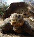 Galapagos Giant Tortoise Royalty Free Stock Photo