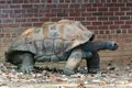 Galapagos giant tortoise Chelonoidis niger