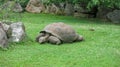 Galapagos giant tortoise, Chelonoidis nigra eating grass. It is the largest living species of tortoise. It has large brown bony Royalty Free Stock Photo