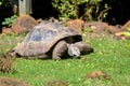 Galapagos Giant Tortoise (Chelonoidis nigra) Royalty Free Stock Photo