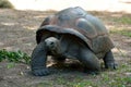 Galapagos giant tortoise Chelonoidis nigra Royalty Free Stock Photo