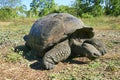 Galapagos Giant Tortoise, Chelonoidis nigra, Galapagos National Park Royalty Free Stock Photo