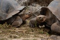 Galapagos giant tortoise (Chelonoidis nigra) Royalty Free Stock Photo