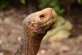 Galapagos giant tortoise (Chelonoidis nigra) Royalty Free Stock Photo