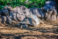 Galapagos giant tortoise, Chelonoidis nigra in Loro Parque, Tene