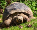 Galapagos Giant Tortoise (Chelonoidis nigra) - Majestic Ancient Mariner