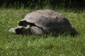 Galapagos giant tortoise (Chelonoidis nigra porteri). Royalty Free Stock Photo