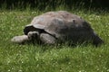 Galapagos giant tortoise (Chelonoidis nigra porteri). Royalty Free Stock Photo