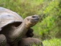 Galapagos Giant Tortoise (Chelonoidis nigra), Santa Cruz Royalty Free Stock Photo