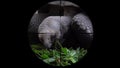 Galapagos Giant Tortoise Chelonoidis Nigra Seen in Gun Rifle Scope. Wildlife Hunting. Poaching Endangered, Vulnerable