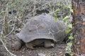 Galapagos giant tortoise