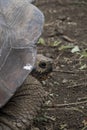 Galapagos Giant Tortoise