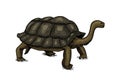 Galapagos giant tortoise. Cute Turtle in Ecuador. Animals Reptiles. Pet and Wildlife. Engraved hand drawn in old vintage