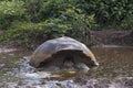 Galapagos giant tortoise with domed shell seen half-immersed in muddy pond cooling off Royalty Free Stock Photo