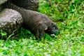 A Galapagos giant tortoise eating grass close up Royalty Free Stock Photo