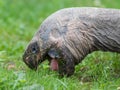 Galapagos giant tortoise eating Royalty Free Stock Photo