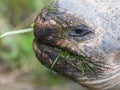 Galapagos giant tortoise eating Royalty Free Stock Photo
