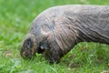 Galapagos giant tortoise eating Royalty Free Stock Photo