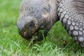 Galapagos giant tortoise eating Royalty Free Stock Photo