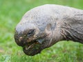 Galapagos giant tortoise eating Royalty Free Stock Photo